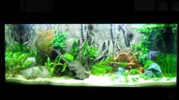 aquarium-von-morro-asiawood_09.02.13 - 1 Woche nach Erstbepflanzung
