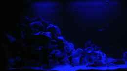 aquarium-von-alsi-malawi-barsche_Bei Moonlight