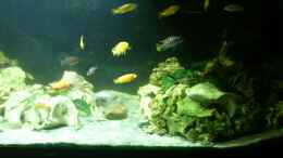 aquarium-von-alsi-malawi-barsche_Neu mit SunaEco