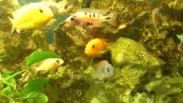 aquarium-von-alsi-malawi-barsche_