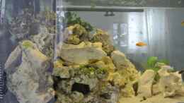 aquarium-von-alsi-malawi-barsche_Vorne links