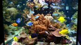 Aquarium einrichten mit 1600 Liter Seewasseraquarium !