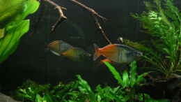 aquarium-von-zapfenmanderl-timbehes-bachlauf_Harlekin-Regenbogenfische