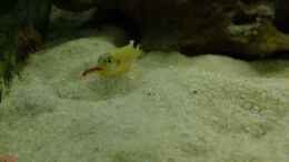 aquarium-von-tdg-schneckenbuntbarsche-und-schnecken_Weibchen beim Fressen