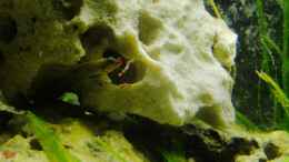 aquarium-von-tdg-schneckenbuntbarsche-und-schnecken_2. Weibchen beim Fressen