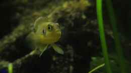 aquarium-von-tdg-schneckenbuntbarsche-und-schnecken_L. ocellatus Weibchen beschützt den Nachwuchs