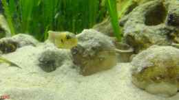 aquarium-von-tdg-schneckenbuntbarsche-und-schnecken_2. Männchen beim Fressen