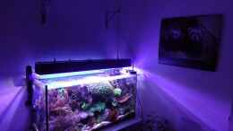 aquarium-von-seewasserpanscher-becken-25777_Endlich ist sie fertig, die neue 150W LED-Lampe