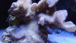 aquarium-von-seewasserpanscher-becken-25777_Decusatta, eine pelzige Koralle