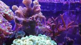 aquarium-von-seewasserpanscher-becken-25777_Korallen an der Oberfläche