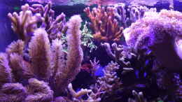 Aquarium einrichten mit Die Steinkorallen Seite