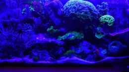 aquarium-von-seewasserpanscher-becken-25777_Das Becken mit Nachtbeleuchtung