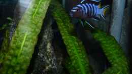 aquarium-von-carsten-peters-mbunas-felsen_Pseudotropheus elongatus Mpanga Bock