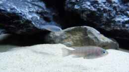 aquarium-von-carsten-peters-mbunas-felsen_Cynotilapia Afra Cobue Weibchen