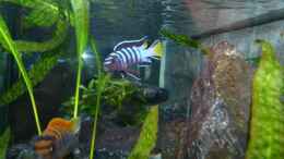 aquarium-von-carsten-peters-mbunas-felsen_Ps.elongatus Mpanga Bock mit Labidochromis Hongi Bock