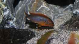 Foto mit Labidochromis Hongi Weibchen