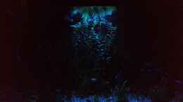 aquarium-von-der-dreiaeugige-goldfisch-mein-erstes-gesellschaftsbecken_Das ganze Becken bei Nacht