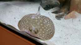 aquarium-von-amazonasbecken-eu-928l-becken---potamotrygon_Scobina-Männchen 
