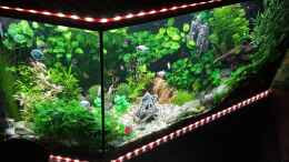 aquarium-von-mcfly-kleine-unterwasserwelt_Stand März 2019