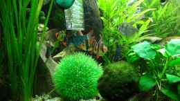 aquarium-von-mcfly-kleine-unterwasserwelt_Sumatra+Moosbarben+Trauermantelsalmler