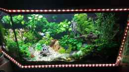 aquarium-von-mcfly-kleine-unterwasserwelt_