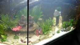 aquarium-von-mcfly-kleine-unterwasserwelt_Stand 21 April 2013