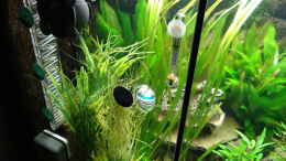 aquarium-von-mcfly-kleine-unterwasserwelt_CO2 Flipper + Langzeittest + Strömungspumpe