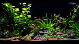 aquarium-von-dirk-f--little-world-2-0-abgeloest_1 Tag nach der Neueinrichtung des Beckens am 24-02-2013. Ein