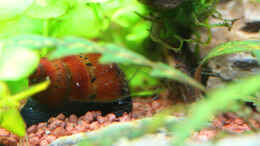 aquarium-von-dirk-f--little-world-2-0-abgeloest_Rennschnecke Orange Track