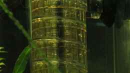 aquarium-von-david-b-first-aquascap_JBL CO2 Reaktor Taifun