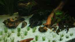 aquarium-von-david-b-first-aquascap_Rechte Seite mit Eleocharis acicularis & Eleocharis parvula