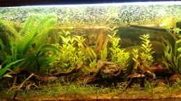 aquarium-von-shinra-sa-ramirezi--cacatuoides--paracheirodon--oto039-s_12.02.2013 - leicht umstrukturiert - Hintergrundpflanzen ern