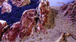 aquarium-von-bjarke-little-asia_Kleine brocken sollen die Steinwand natürlicher wirken lass
