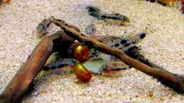 aquarium-von-bjarke-little-asia_Corys beim mampfen