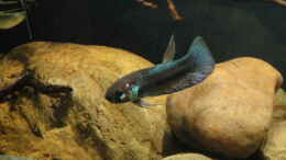 aquarium-von-laura-mamberamo-river_das Männchen ist schwer zu fotografieren, da relativ scheu
