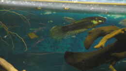 Aquarium einrichten mit Betta unimaculata m