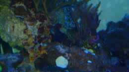 aquarium-von-norman-kutzner-becken-25894_Mandarinfisch