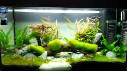 aquarium-von-aquaristikman-juwel-rio-125_Nach 2 wochen mit schmieralgen