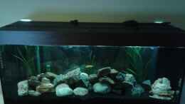 aquarium-von-michi1987-malawisee-stone-tank_15.03.2013 2
