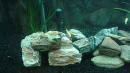aquarium-von-michi1987-malawisee-stone-tank_Labidochromis caeruleus