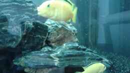 aquarium-von-michi1987-malawisee-stone-tank_Labidochromis caeruleus mein Bock