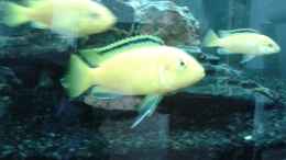 aquarium-von-michi1987-malawisee-stone-tank_Labidochromis caeruleus mein Bock