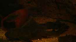 aquarium-von-american-stone-becken-25933_Orinoco Tannenzapfen Wels  ca 45cm 
