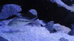Aquarium einrichten mit Mylochromis plagiotaenia mvunguti W