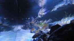 aquarium-von-struecher-jung-guidos-kaiserpalast_von rechts durch die Seitenscheibe