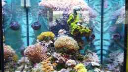 aquarium-von-michael-juenger-becken-25974_10.06.2013