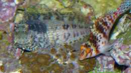 aquarium-von-leni13-becken-25999_Juwelen-Felshüfer und Korallenwächter