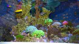 aquarium-von-leni13-becken-25999_oben sieht man die an der Oberfläche gespiegelten Echinopor