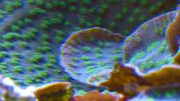 Aquarium einrichten mit Echinopora lamellosa