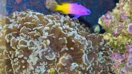 Aquarium einrichten mit Hammerkoralle mit Feenbarsch